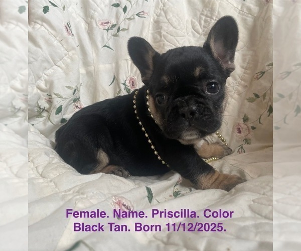Medium Photo #11 French Bulldog Puppy For Sale in FORT PLAIN, NY, USA