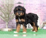 Small Photo #4 Aussie-Poo Puppy For Sale in BEL AIR, MD, USA