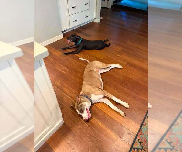 Medium Photo #3 Labrador Retriever-Unknown Mix Puppy For Sale in Shillington, PA, USA