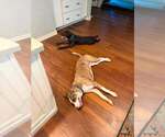 Small #2 Labrador Retriever Mix