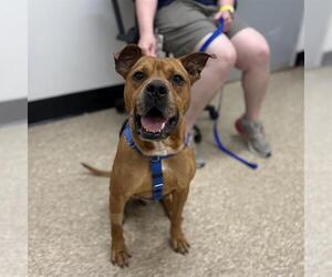 Mutt Dogs for adoption in Boston, MA, USA