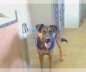 German Shepherd Dog Dog for Adoption in Sacramento, California USA