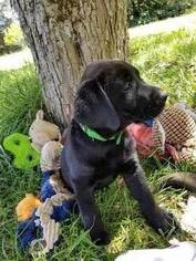 Labrador Retriever Puppy for sale in BUMPASS, VA, USA