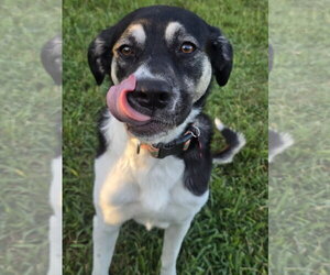 Anatolian Shepherd-Unknown Mix Dogs for adoption in The Woodlands, TX, USA