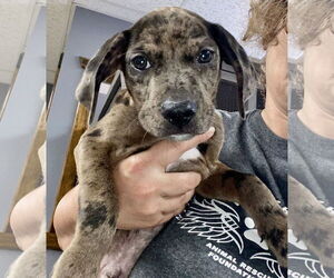 Catahoula Leopard Dog-Labrador Retriever Mix Dogs for adoption in GILBERTS, IL, USA