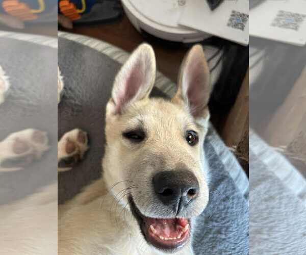 Medium Photo #3 Anatolian Shepherd-Unknown Mix Puppy For Sale in Bountiful, UT, USA