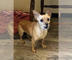 Small #1 Chihuahua