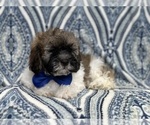 Small Photo #9 Lhasa Apso Puppy For Sale in LAKELAND, FL, USA