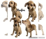 Puppy 6 Beagle-Chiweenie Mix