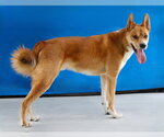 Small #1 Carolina Dog Mix