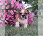 Small Photo #3 Beagle-English Bulldog Mix Puppy For Sale in NAPPANEE, IN, USA