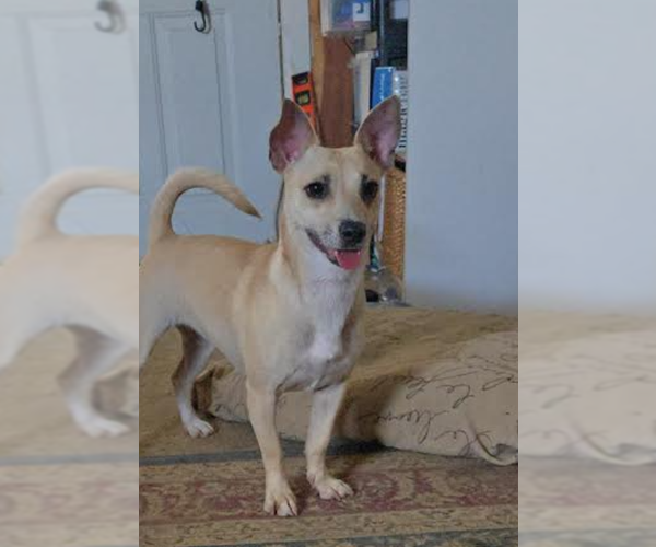 Medium Photo #3 Chiweenie Puppy For Sale in Cranston, RI, USA