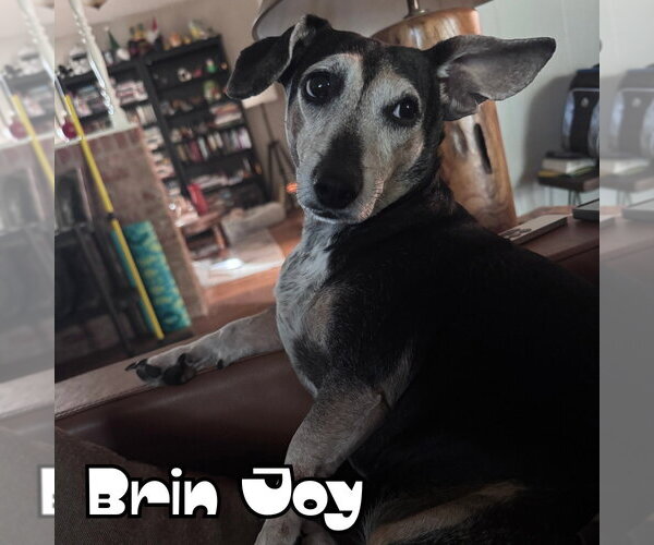 Medium Photo #18 Dachshund Puppy For Sale in San Antonio, TX, USA