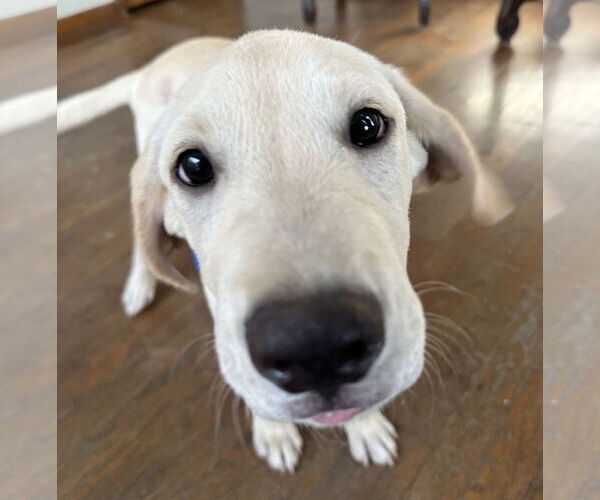 Medium Photo #1 Labrador Retriever-Unknown Mix Puppy For Sale in Phoenix, AZ, USA