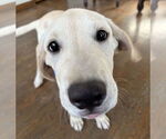 Small Labrador Retriever Mix