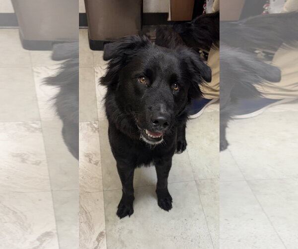 Medium Photo #2 Labrador Retriever-Unknown Mix Puppy For Sale in Rowlett, TX, USA