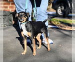 Small #6 Miniature Pinscher Mix