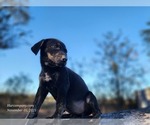Small #3 Catahoula Leopard Dog