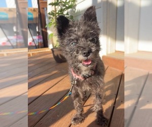Miniature Schnauzer-Unknown Mix Dogs for adoption in Rustburg, VA, USA