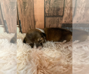 Pembroke Welsh Corgi Puppy for Sale in DERIDDER, Louisiana USA