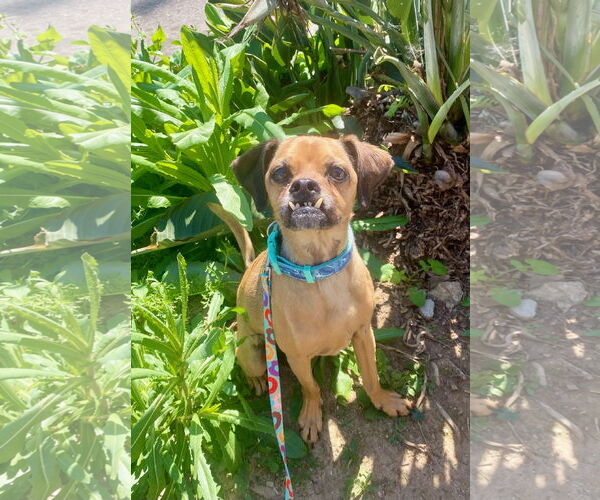 Medium Photo #5 Puggle Puppy For Sale in Newport Beach, CA, USA