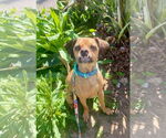 Small #4 Puggle