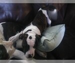 Small Photo #6 American Bulldog Puppy For Sale in CALDWELL, ID, USA