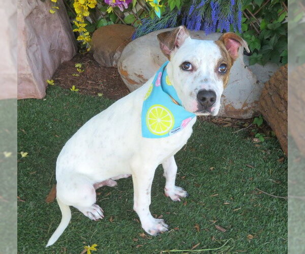 Medium Photo #2 Mutt Puppy For Sale in Oklahoma City, OK, USA