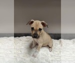 Small American Pit Bull Terrier-Labrador Retriever Mix