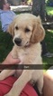 Puppy 1 Goldendoodle