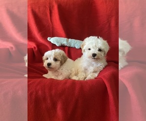 Maltipoo Puppy for sale in DUNN, NC, USA