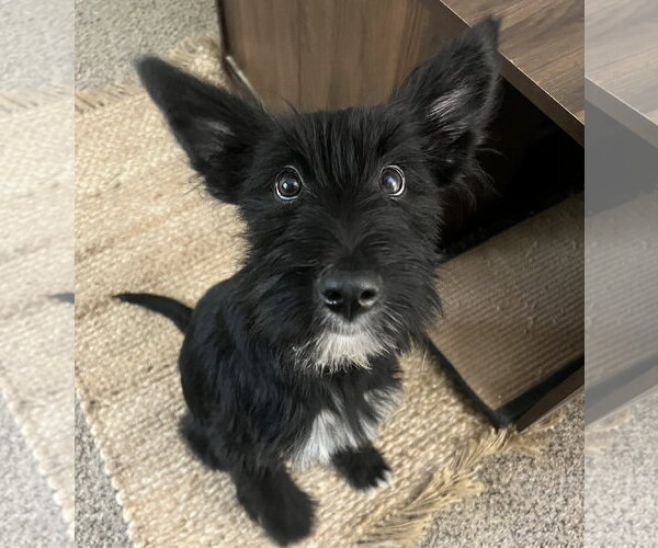 Medium Photo #4  Puppy For Sale in , 