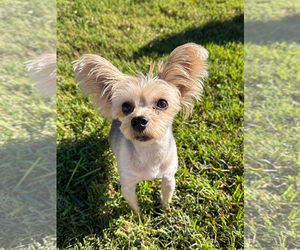 Marcel Sep 26 - Male Mutt Dog for Adoption