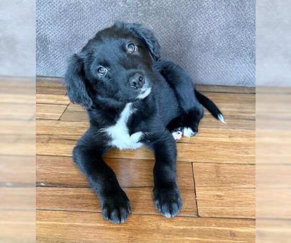 Medium Photo #3 Border Collie-Unknown Mix Puppy For Sale in Genesee, WI, USA