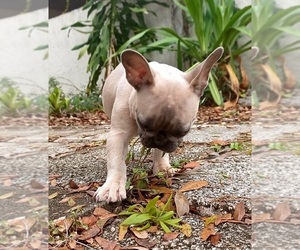 French Bulldog Puppy for sale in TAMPA, FL, USA