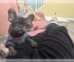 French Bulldog Puppy for sale in NEWTON, NJ, USA
