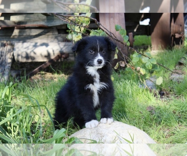 Medium Photo #17 Australian Shepherd Puppy For Sale in ACTON, CA, USA