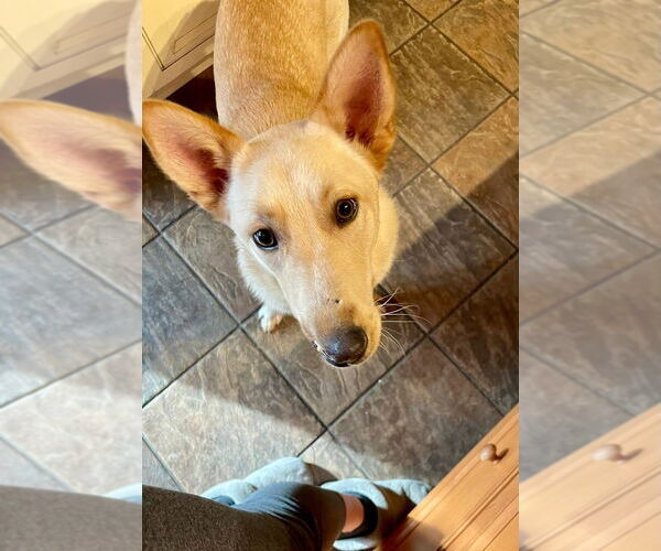 Medium Photo #6 Mutt Puppy For Sale in New York, NY, USA