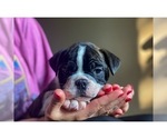 Small Photo #8 Olde English Bulldogge Puppy For Sale in OVERLAND, KS, USA