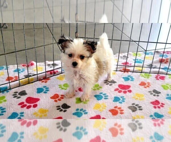 Medium Photo #3 Papitese Puppy For Sale in ORO VALLEY, AZ, USA