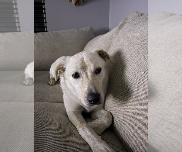 Medium Photo #1 Labrenees Puppy For Sale in Aurora, IN, USA