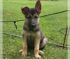 German Shepherd Dog Puppy for sale in VERNON HILL, VA, USA