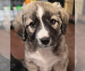 Candy Bars : Kit Kat - Female Borador Dog for Adoption - Photo #2