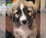 Small Photo #2 Borador Puppy For Sale in Aurora, IN, USA
