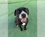 Small #1 American Pit Bull Terrier