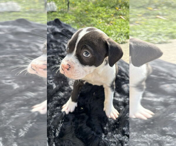 Medium Photo #16 American Pit Bull Terrier-Labrador Retriever Mix Puppy For Sale in Holly Springs, NC, USA