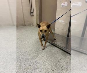 American Pit Bull Terrier-Unknown Mix Dogs for adoption in Conroe, TX, USA