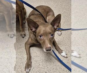 Chihuahua-Unknown Mix Dogs for adoption in Bakersfield, CA, USA