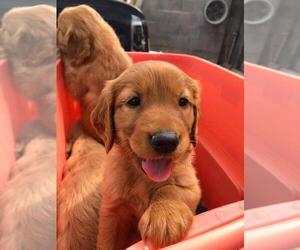 Golden Retriever Puppy for sale in CHULA VISTA, CA, USA