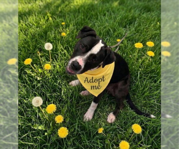 Medium Photo #2 American Pit Bull Terrier Puppy For Sale in Derwood, MD, USA